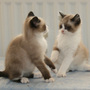 Tilly & Tammy 1