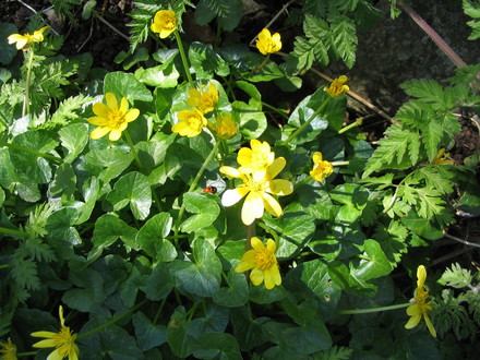 Lesser Celandine (Ranunculus ficaria)