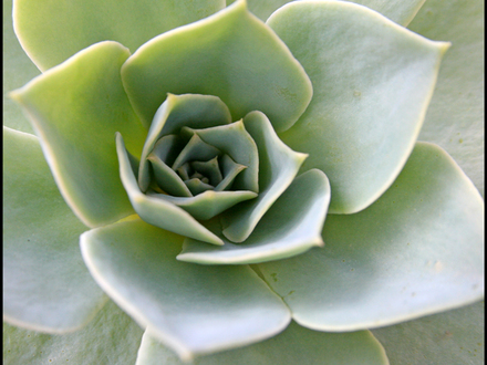 Succulant