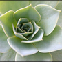 Succulant