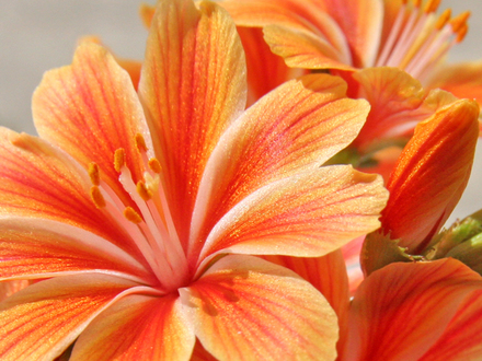 Alpine (Lewisia cotyledon)