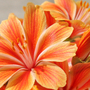 Alpine (Lewisia cotyledon)