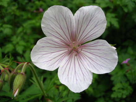 Geranium clarkei 'Kashmir White' (Geranium clarkei 'Kashmir White')