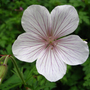 Geranium clarkei 'Kashmir White' (Geranium clarkei 'Kashmir White')