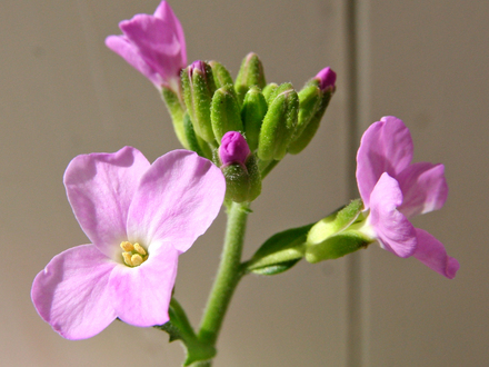 Arabis blepharophylla (Arabis blepharophylla)