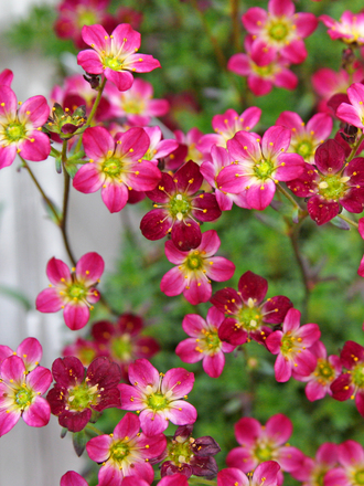 Alpine  (saxifraga mossy red)