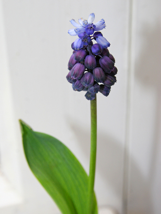 A garden flower photo