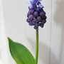 Grape