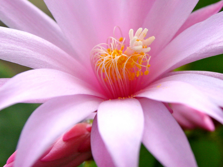 A garden flower photo