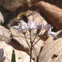 Bee Fly on Spring Beauty