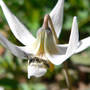 Sweat Bee on White Trout Lily