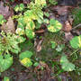 Butterbur_blooms_fading_new_leaves_4-11-08_sm