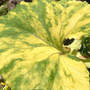 Butterburr Leaf Close (Petasites hybridus (Butterburr))