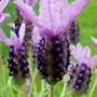 FRENCH_LAVENDER3.jpg (Lavandula papillon)