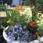 Rainbowcontainer28
