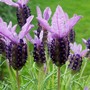 FRENCH_LAVENDER2.jpg (Lavandula papillon)
