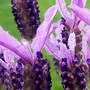 FRENCH_LAVENDER4.jpg (Lavandula papillon)