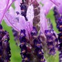 FRENCH_LAVENDER5.jpg (Lavandula papillon)