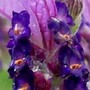 French_lavender6