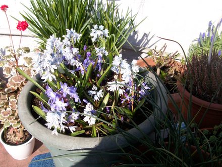 spring bulbs