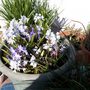 spring bulbs