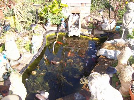 fish pond