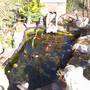 fish pond