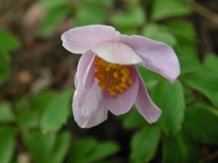 Anemone nemorosa 'Buckland' (Anemone nemorosa 'Buckland')