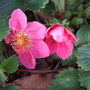 Fragaria 'Lipstick' (Fragaria)