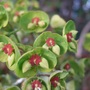 Euphorbia x martinii (Euphorbia x martinii)