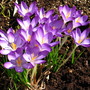 crocus (Crocus vernus (Dutch crocus))