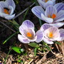 crocus (Crocus vernus (Dutch crocus))