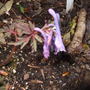 Corydalis_flexuosa