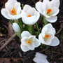crocus (Crocus vernus (Dutch crocus))