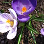 crocus (Crocus vernus (Dutch crocus))