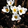 crocus (Crocus vernus (Dutch crocus))