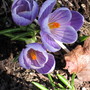crocus (Crocus vernus (Dutch crocus))