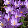 crocus (Crocus vernus (Dutch crocus))