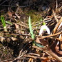snowdrop
