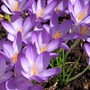 crocus (Crocus vernus (Dutch crocus))