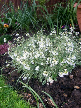 Arabis looking very bridal (Arabis alpina 'varigata' (Alpine Rock-cress))