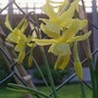 Daffodil Hawera (Narcissus)