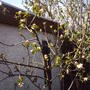 apple_tree_in_flower.jpg