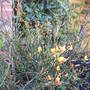 bloom_in_flower_april_2008.jpg