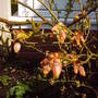 blueberries_in_flower.jpg