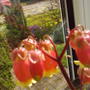 flowering_catus_2.jpg