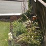 BLACKBIRD ENJOYING SOME BREAKFAST.
