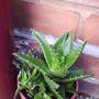 cacti_out_side_for_two_winters.jpg