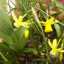 front_pot_mini_daff.jpg