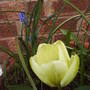 yellow_tulip.jpg